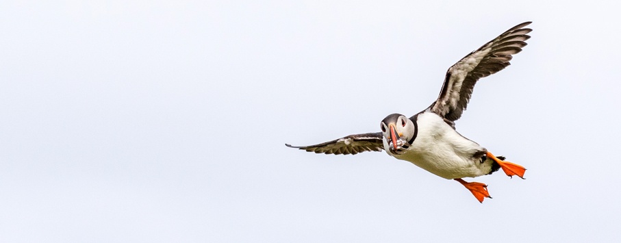 Papegaaiduiker-@-Fair-Isle_Ramon-Lucas-Fotografie