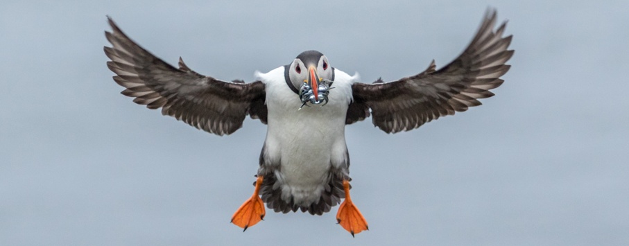 Puffin-@-Fair-Isle_Ramon-Lucas-Fotografie